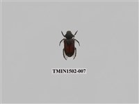 藏品(台灣跗花金龜)的圖片